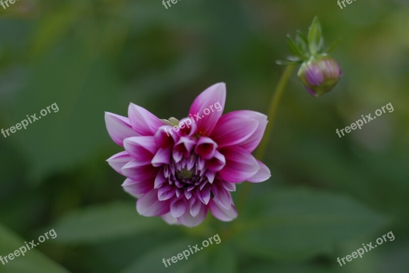 Pink Flower Flowers Spring Mountain Gro