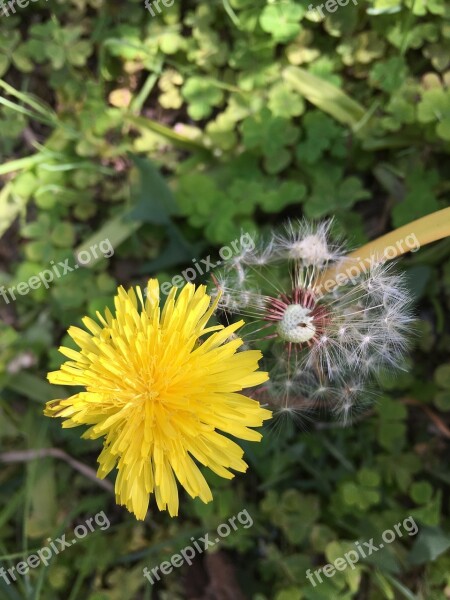 Wild Yellow Flower Flowers Yellow Wild Flowers