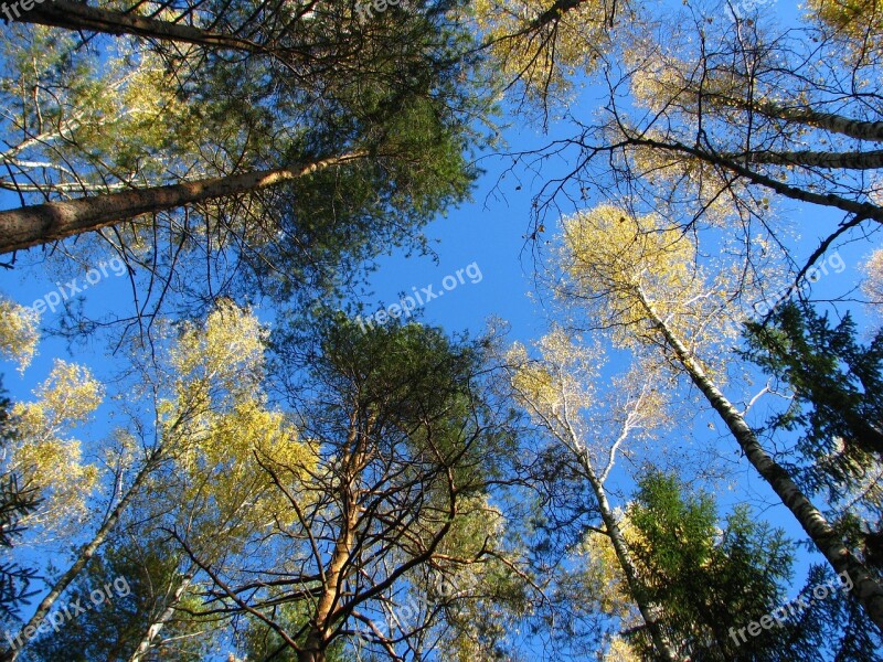 Blue Sky Forest Birch Christmas Tree Pine