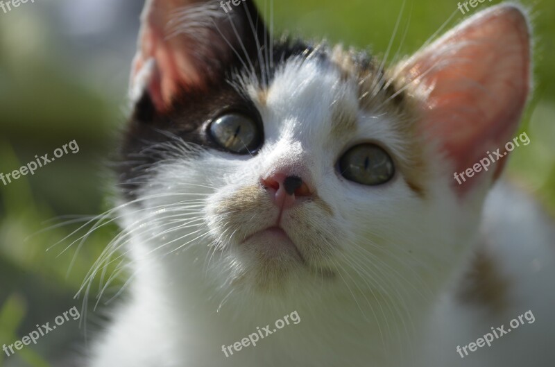 Cat Lucky Cat Colorful Nature Kitten