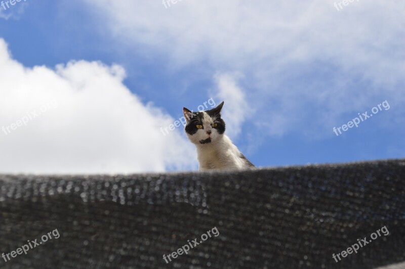 Cat Roof Feral Wild Pussycat