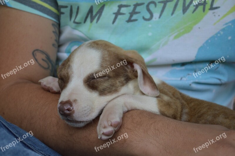 Puppy Cachorra Dog Animal Breeding