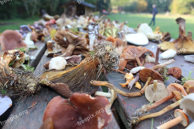 Mushrooms Autumn Thanksgiving The Seasons Change Forest Floor