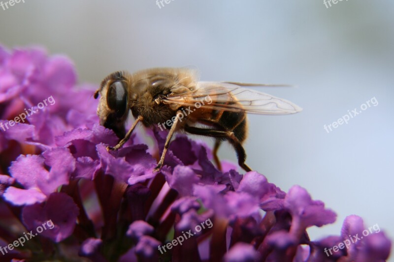 Bee Flower Nature Macro Lilac