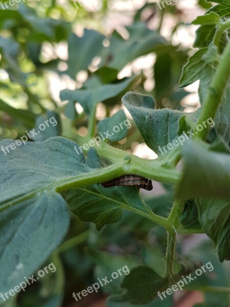 Nature Plants Green Garden Gross Floor