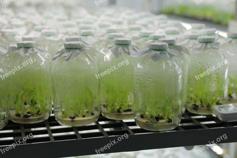 Banana Seedlings Banana In The Jar Free Photos