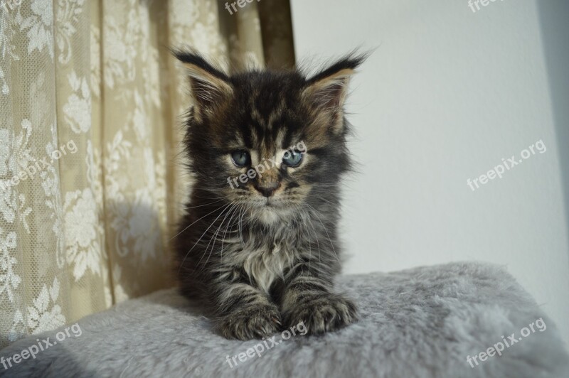 Mejnkun Maine Coon Mainkan Kitten Cat