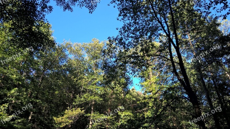 Forest Trees Nature Forests Sunlight