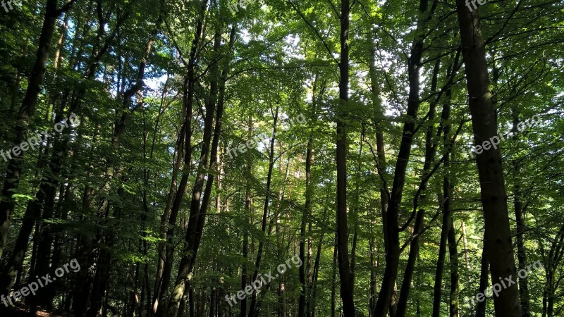 Forest Trees Nature Forests Sunlight