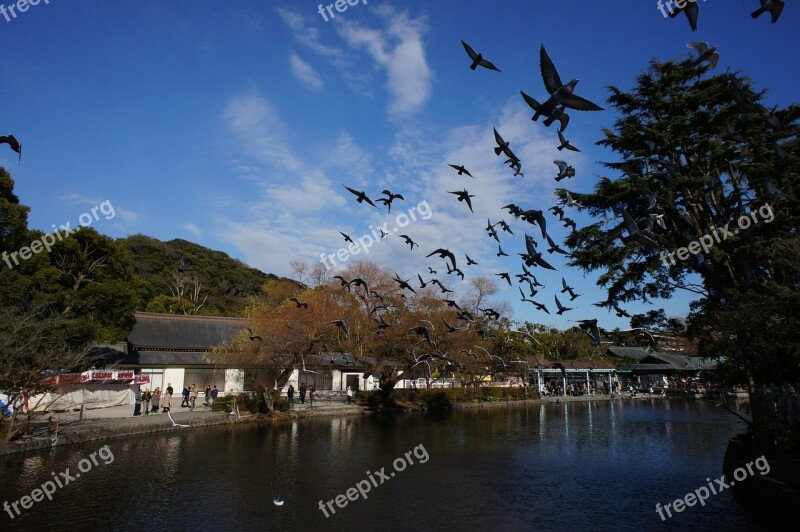 Tsuruoka Hachiman-gu Shrine Bird Zu Ru Ga お Ka Wa Chi Ma San Professions U Sickle Compartment Kanagawa