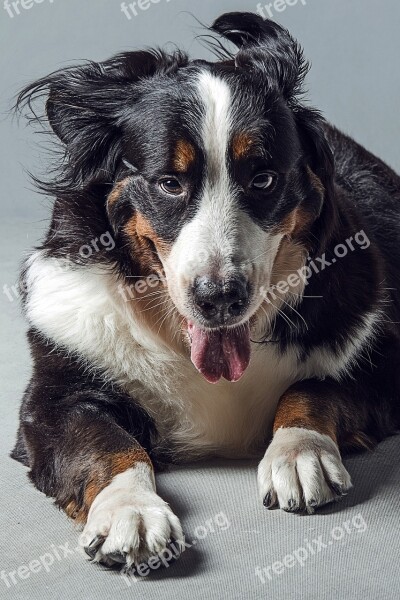 Animal Dog Bernese Mountain Dog Free Photos