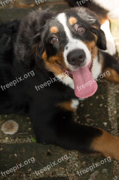 Animal Dog Bernese Mountain Dog Free Photos