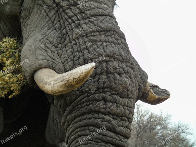 Elephant Africa Tusk Ivory Texture