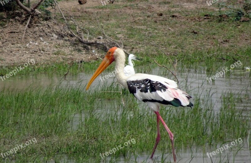 Bird Stork Painted Stork Mycteria Leucocephala Large