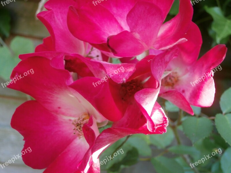 Roses Rosebush Pink Roses Flowers Petals