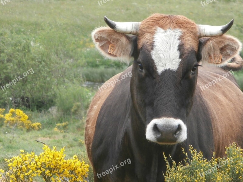 Cow Animal Farm Cattle Closed Nature Ruminant