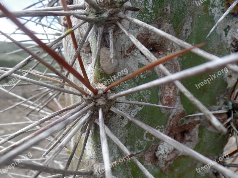 Cactus Backcountry Northeast Northeast Brazil Caatinga