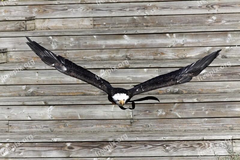 Bird In Flight Animal Free Photos