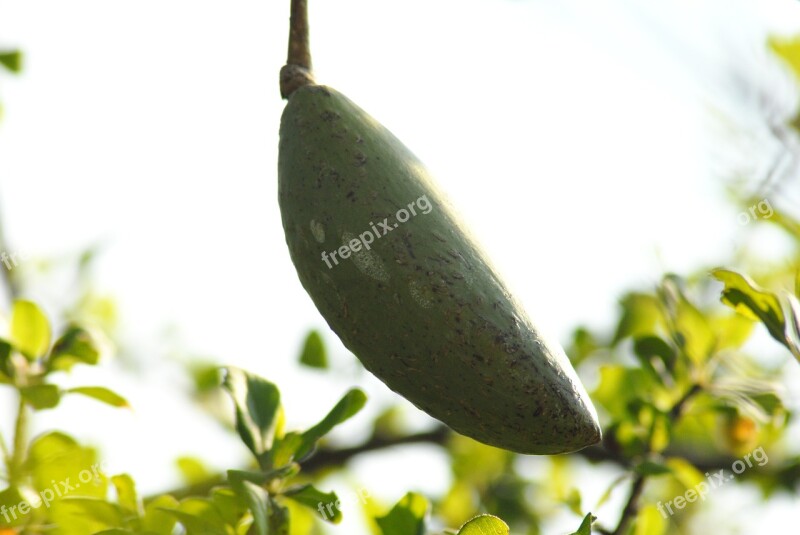 Egg Borrego Tree Nature Mountain Gro