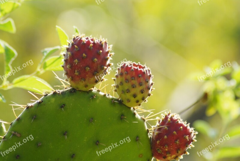 Cactus Tuna Thorns Mountain Gro