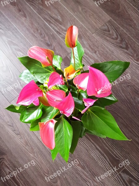 Anthurium Beauty Pink Purple Flowers