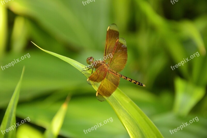 Insects Fly Dragonfly Nature Wildlife