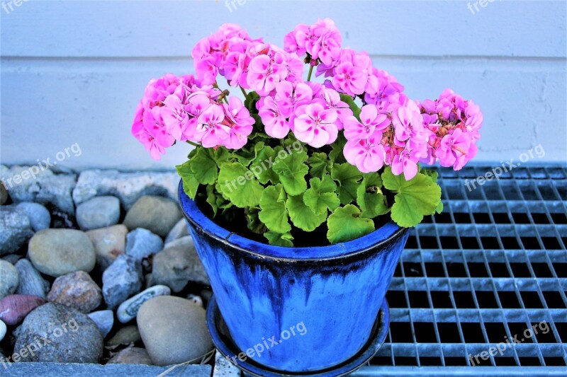 Flower Pot Pink Geranium Flowers Ornamental Plants