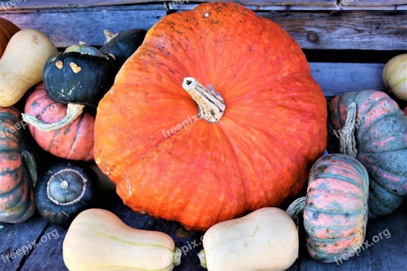 Orange Ornamental Pumpkins Vegetables Decorative Autumn