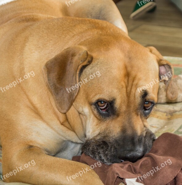 Boerboel Dog African Farmers Dog Free Photos