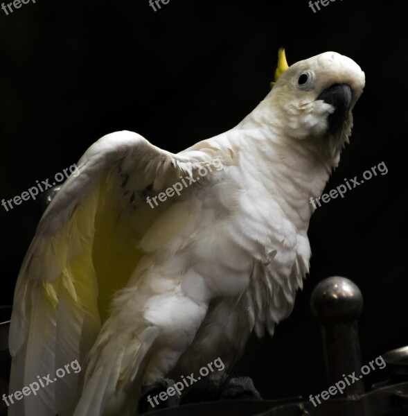 Parrot Bird White Black Contrast