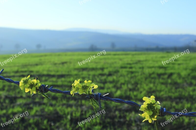 Wire Yellow Flower Nature Beautiful