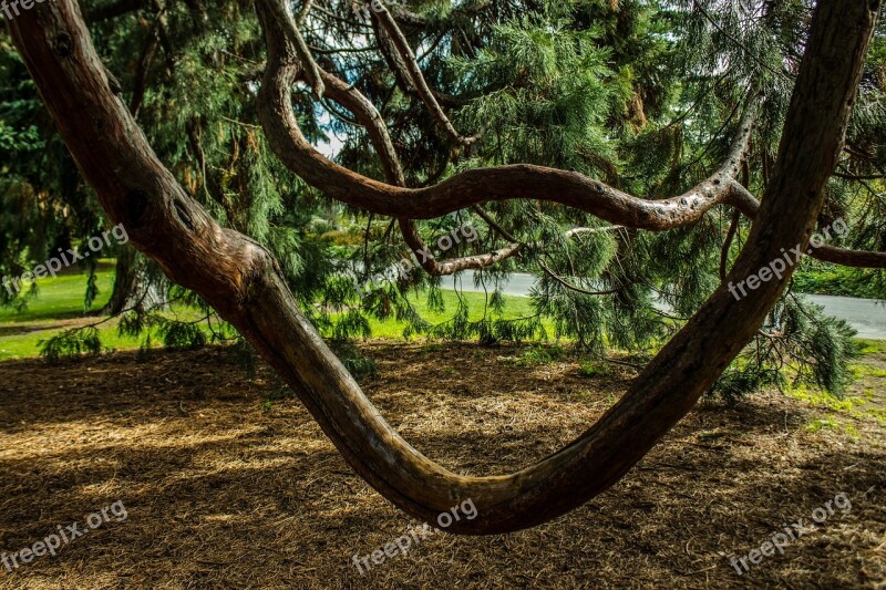 Park Tree Spring Autumn Foliage