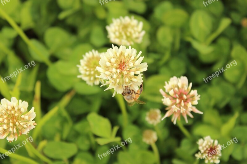 Nature Green Grass Clover Spring