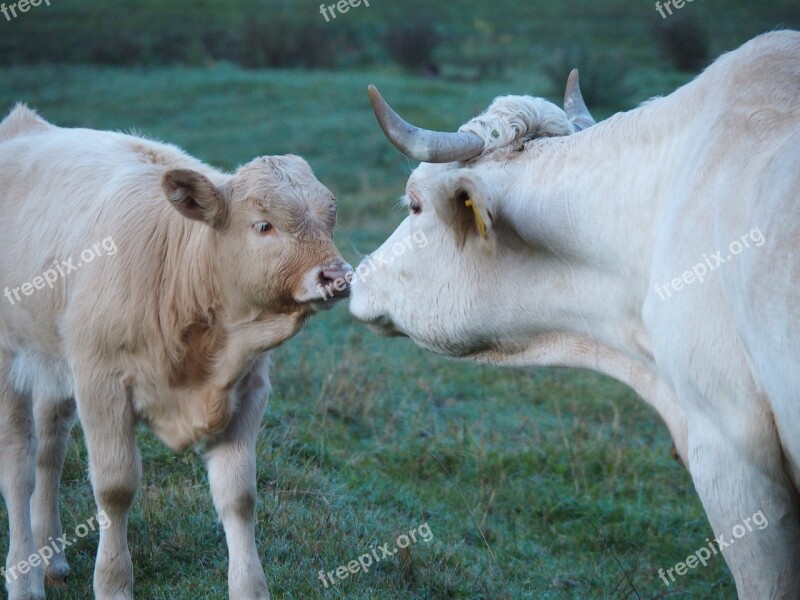 Cow Kiss Calf Affection Beef