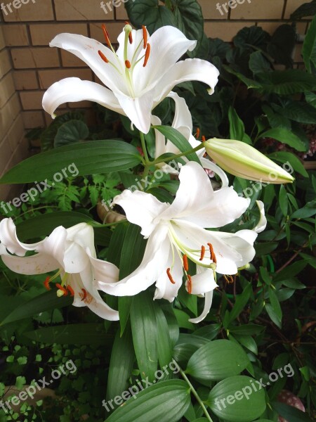 White Lily Perfumed Flower Blooming Free Photos