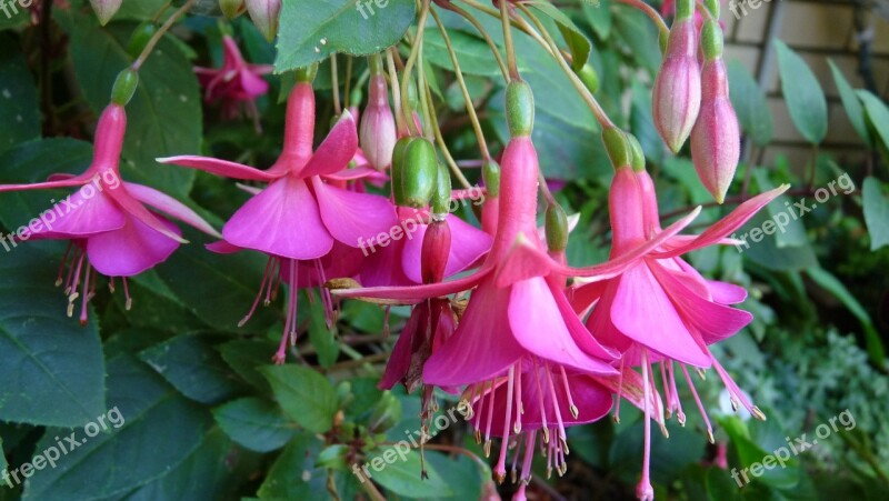 Flower Pink Hanging Basket Spring Free Photos