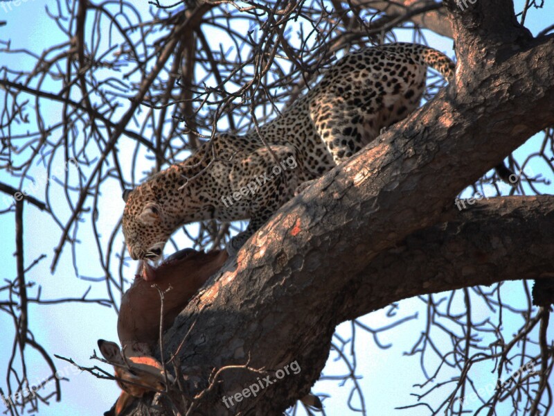 Wildlife Leopard Kill Tree Impala