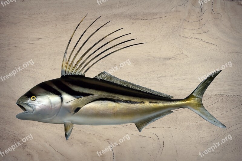 Fish Rooster Fish Prepared Animal World Sea Life