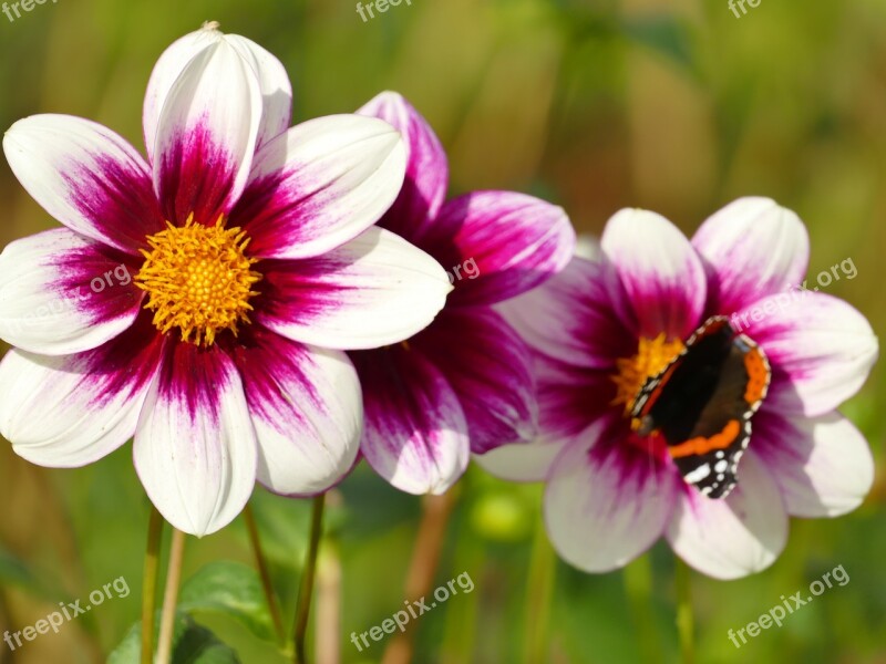 Flowers As Lien White Purple Plant