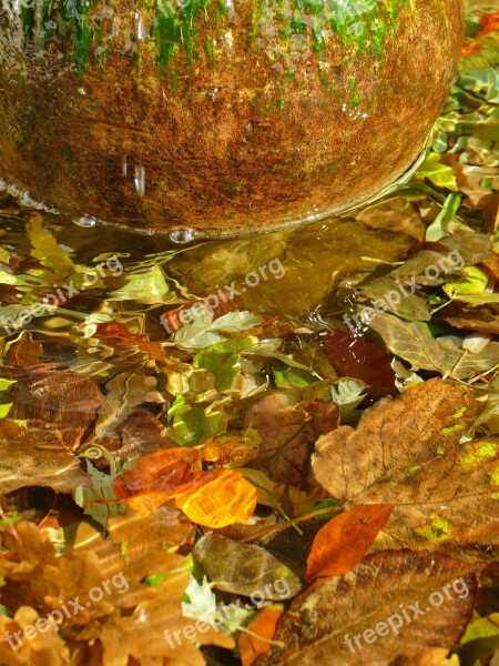 Autumn Colorful Leaves Water Sunny