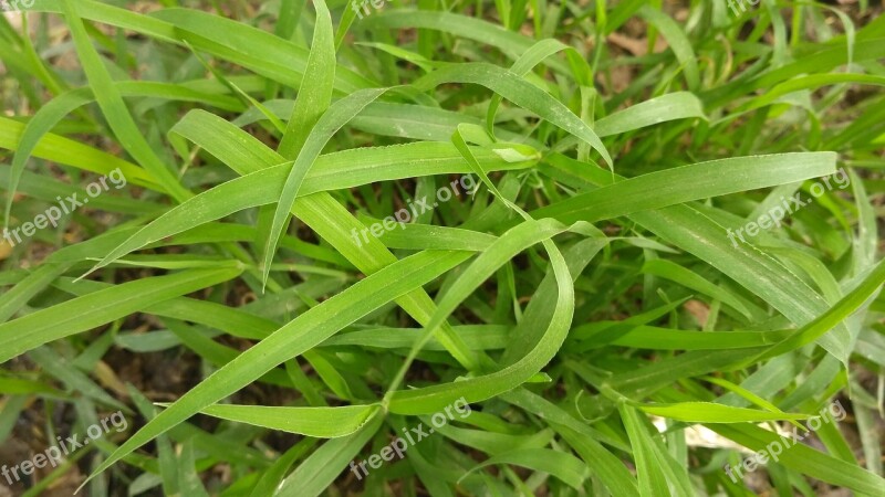 Green Images Natural Green Green Leaves Nature Leaf