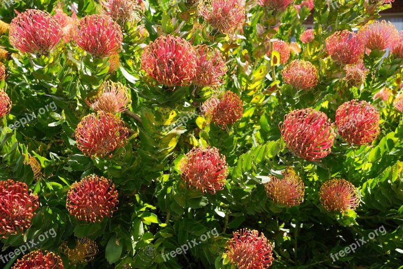 Native Bloom Season Plant Fertility