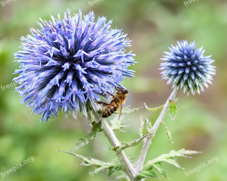 Bee Thistle Blue Forage Macro