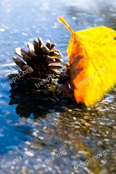 Leaf Pinnacle Puddle Nature Autumn