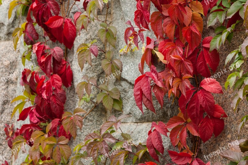 Wild Grapes Wall Autumn Fall Colors Stone Wall