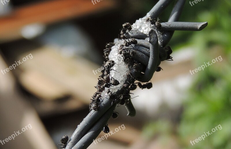 Insects Ants Barbed Wire Is Colombia Free Photos