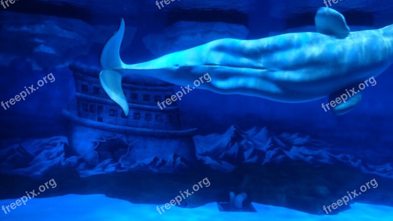 Whale Moby Sea Water Marine Aquarium Dalian