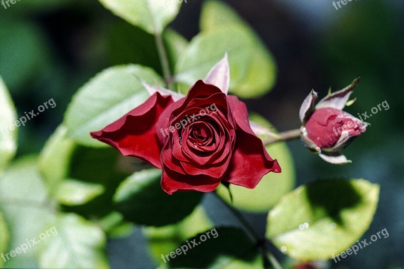 Red Rose Petal Bud Flower