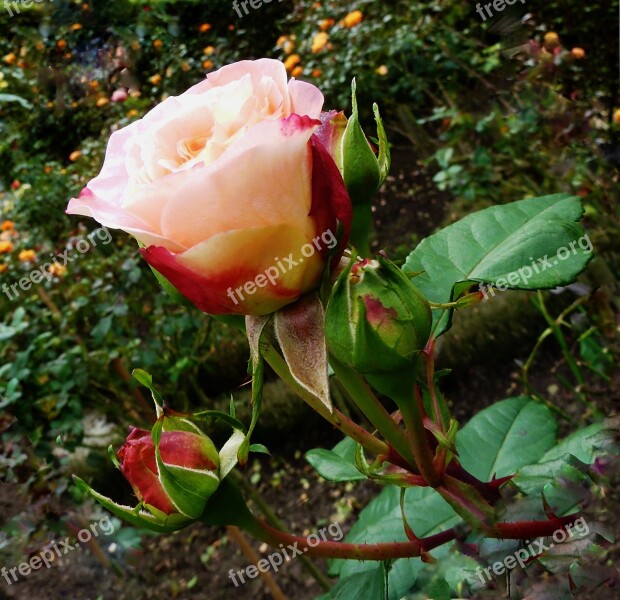 Roses Pink Rose Flower Romantic Beautiful