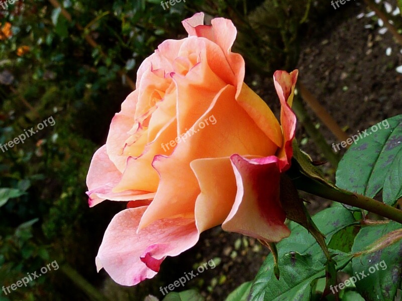 Roses Pink Rose Flower Romantic Beautiful